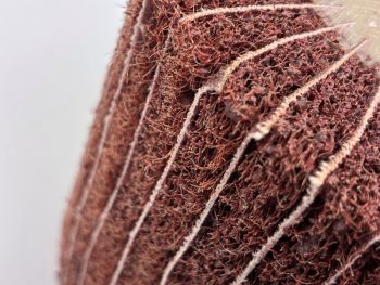 Close-up of coated abrasive cloth and non-woven nylon flaps in an interleaved wheel